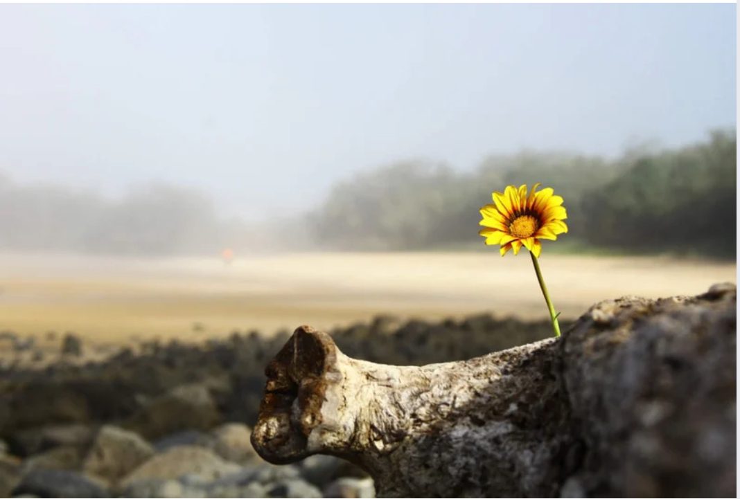 Une fleur qui pousse dans le désert illustrant l'espoir de la vie