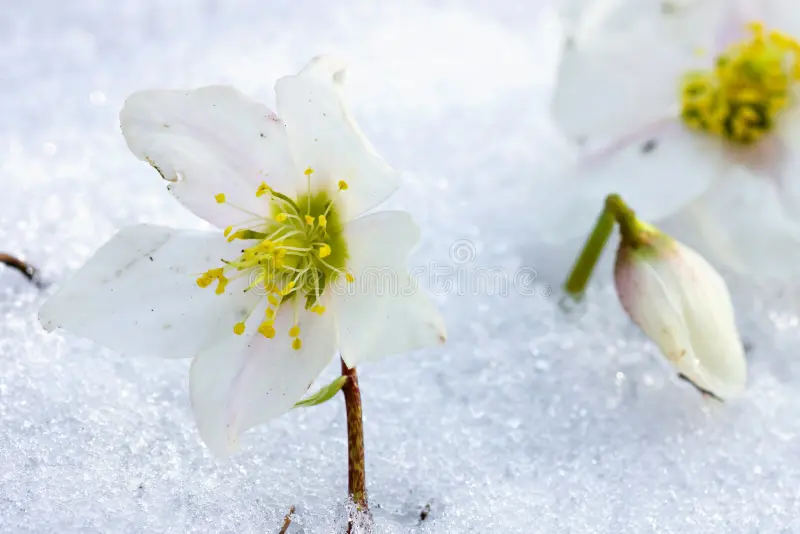 Alt =" La fleur hellébore qui résiste au froid et pousse dans la neige, symbole de force et de fidélité"