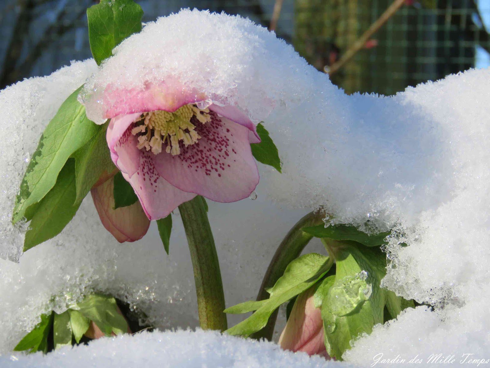 Alt " la fleur hellébore qui pousse sous la neige, dans le froid et en hiver symbole de résistance"